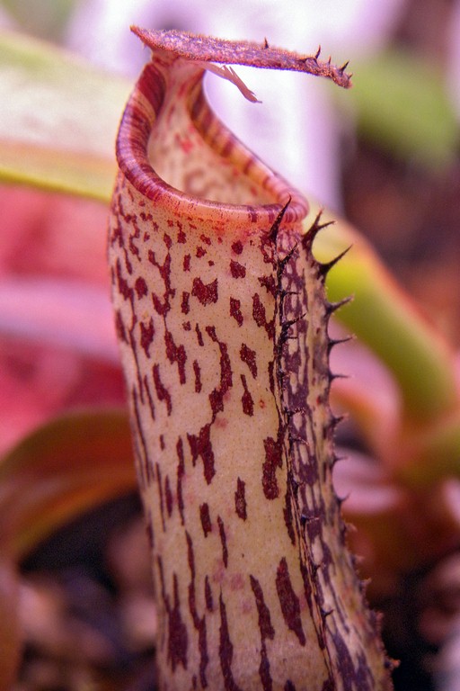 Nepenthes_vogelii_11_03_2015_049.jpg