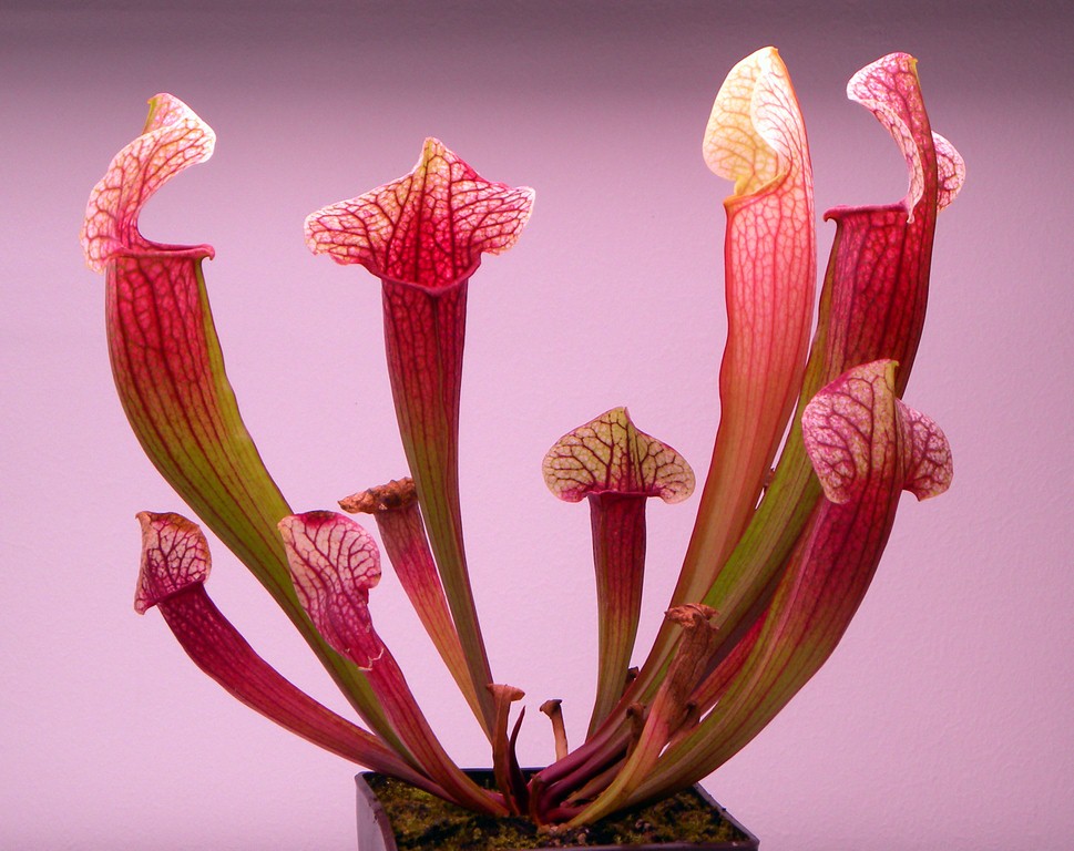 Sarracenia_x_Eva_30_12_2014_166.jpg