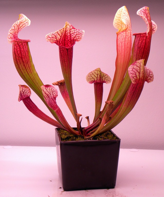 Sarracenia_x_Eva_30_12_2014_167.jpg