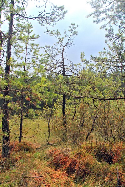 Torfowisko_Kotel_2014_060.jpg