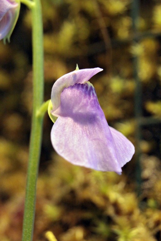 Utricularia_calycifida_13_03_2015_162.jpg