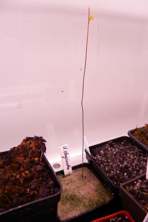 Utricularia_chrysantha_03_03_2015_030.jpg