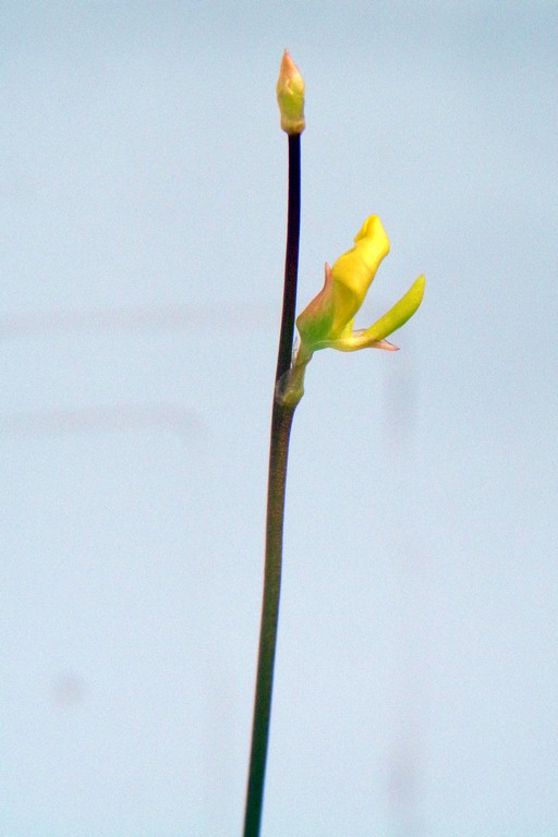 Utricularia_chrysantha_03_03_2015_031.jpg