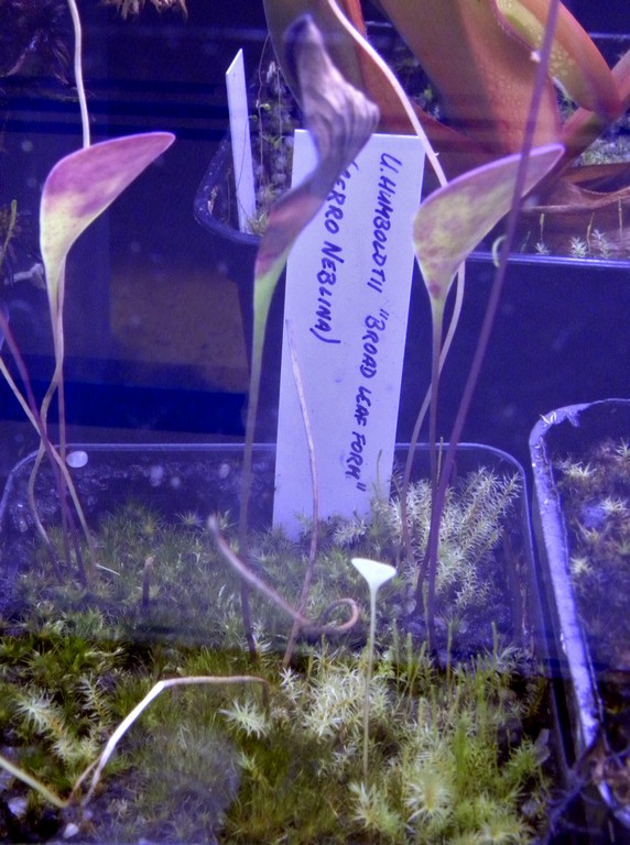 Utricularia_humboldtii_10_03_2015_001.jpg