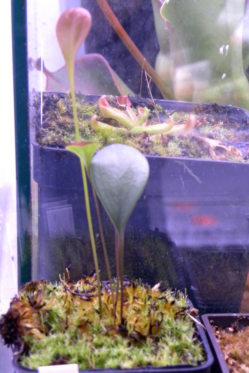 Utricularia_humboldtii_x_quelchii_10_03_2015_038.jpg