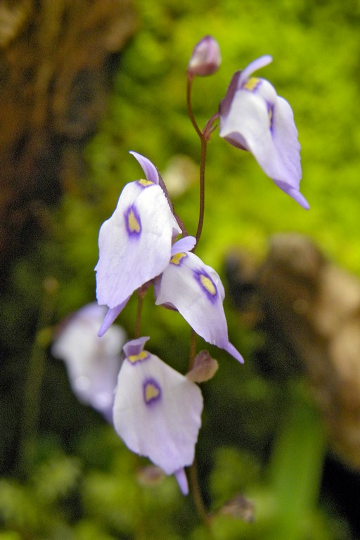 Utricularia_pubescens_03_03_2015_052.jpg