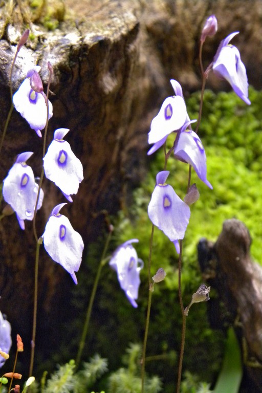 Utricularia_pubescens_03_03_2015_055.jpg