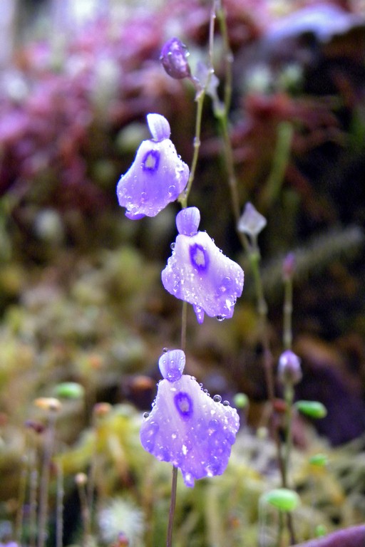 Utricularia_pubescens_03_03_2015_064.jpg