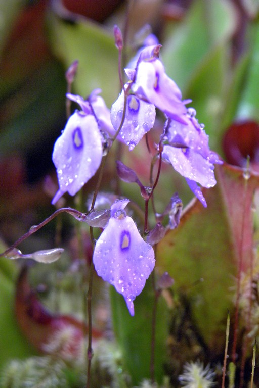 Utricularia_pubescens_03_03_2015_072.jpg