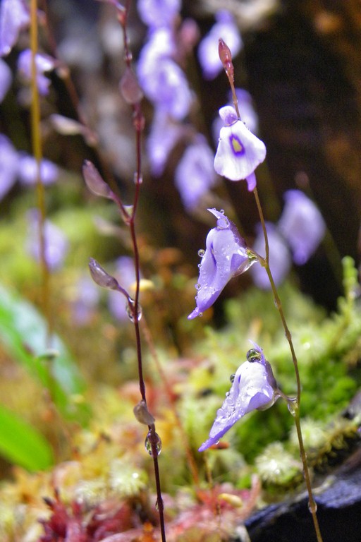 Utricularia_pubescens_03_03_2015_075.jpg