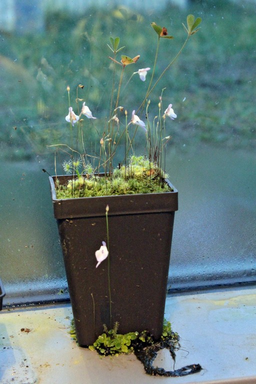 Utricularia_pubescens_13_03_2015_165.jpg