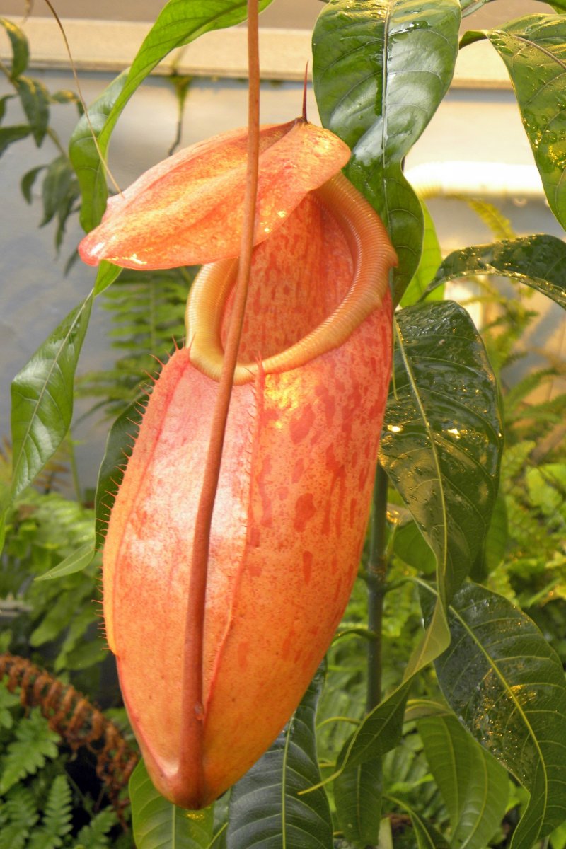 nepenthes_sibuyanensis_x_merrilliana_1_09_2014_019.jpg
