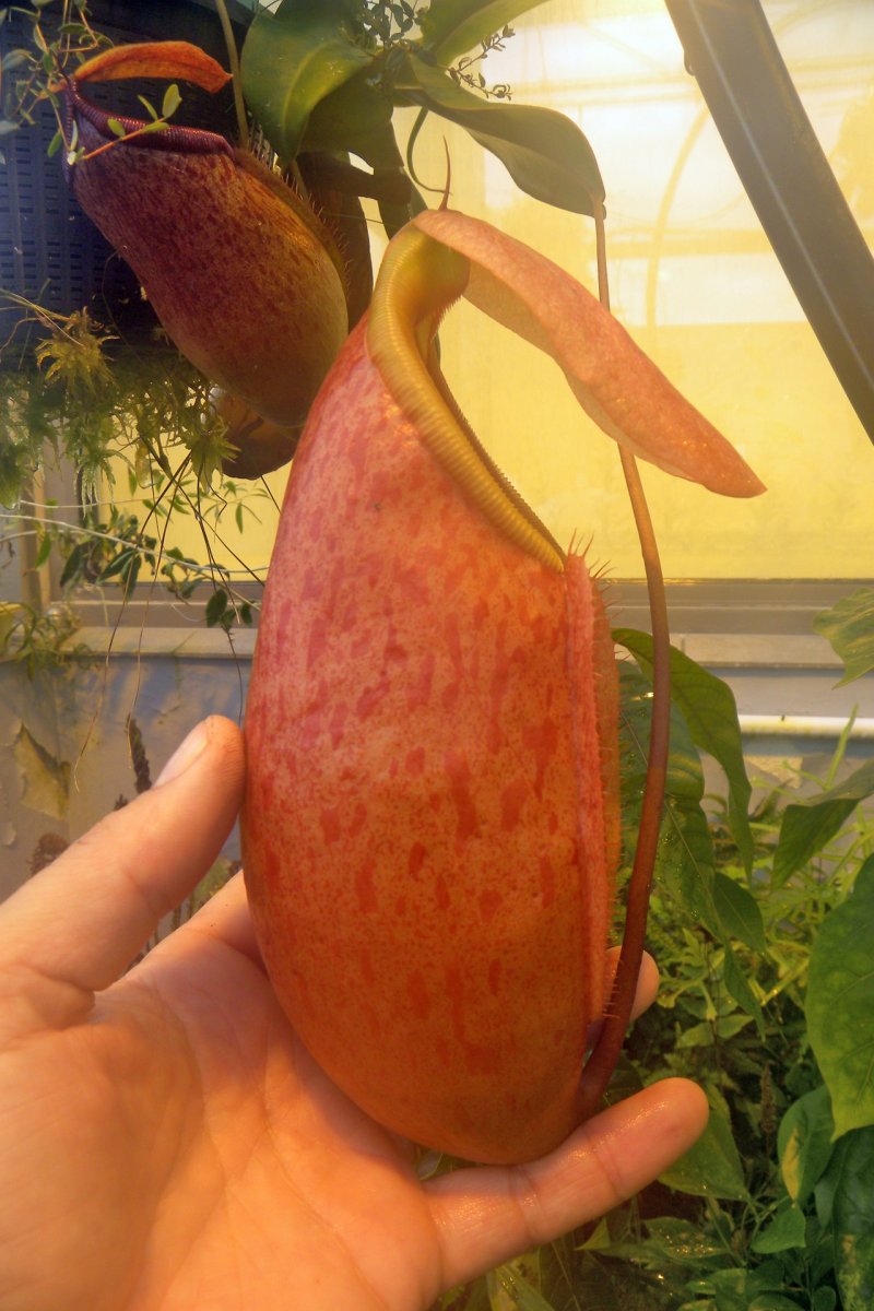 nepenthes_sibuyanensis_x_merrilliana_30_08_2014_098.jpg