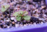 thumb_Drosera_monantha_a_(1_of_1).jpg