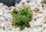 thumb_Drosera_peltata_(1_of_1).jpg