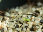 thumb_Drosera_rupicola_(1_of_1).jpg
