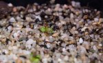 thumb_Drosera_rupicola_23_12_(1_of_1).jpg