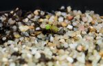 thumb_Drosera_rupicola_23_12a_(1_of_1).jpg