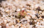 thumb_Drosera_rupicola_a_(1_of_1).jpg