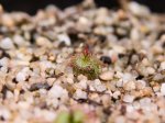 thumb_Drosera_rupicola_c_(1_of_1)~0.jpg