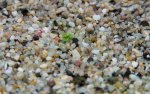 thumb_Drosera_sqamosa_23_12_(1_of_1).jpg