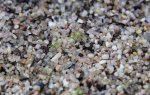 thumb_Drosera_thysanosepala_23_12_(1_of_1).jpg