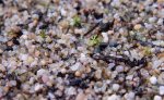 thumb_Drosera_thysanosepala_23_12a_(1_of_1).jpg