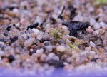 thumb_Drosera_thysanosepala_a_(1_of_1).jpg