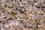 thumb_Drosera_zigzagia_a_(1_of_1).jpg
