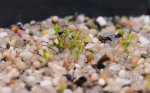 thumb_Drosera_zigzagia_b_(1_of_1).jpg