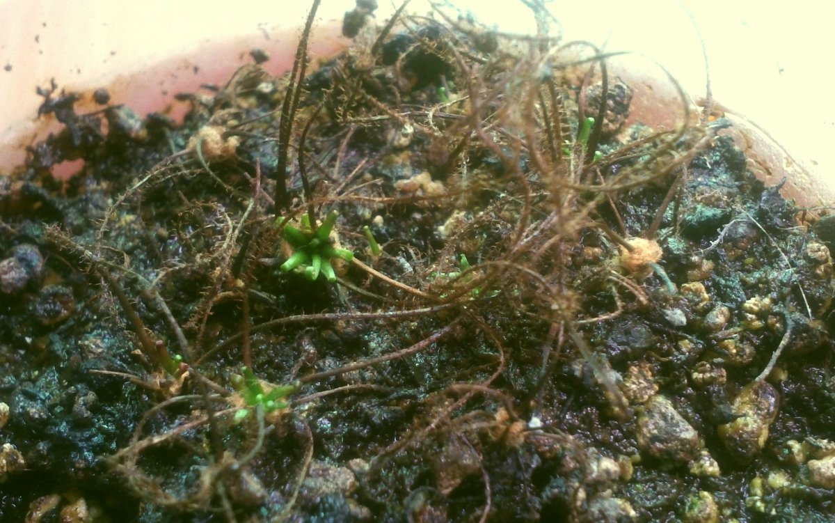 Drosera_filiformis_var__filiformis_10_-_siewki_po_zimowaniu.jpg