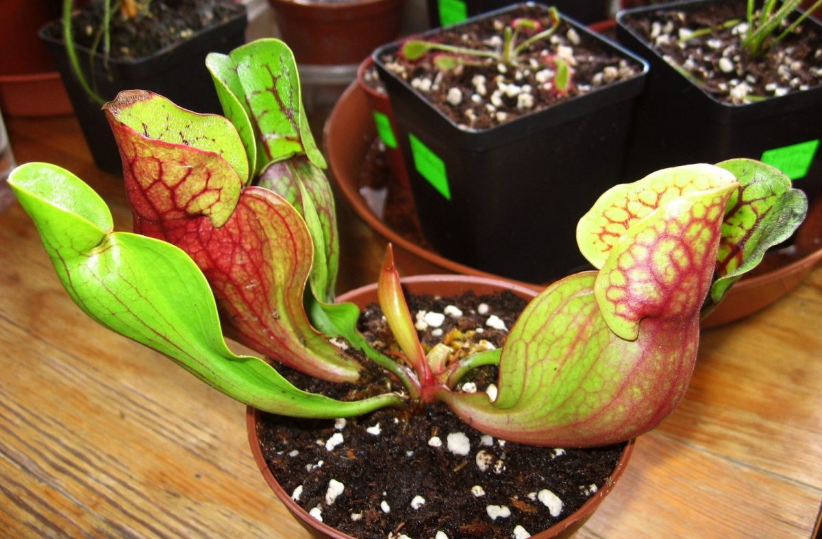 Sarracenia_purpurea_ssp__purpurea__purple%2C_Marl_Bog_Form%2C_Canada%2C_ST__01.jpg