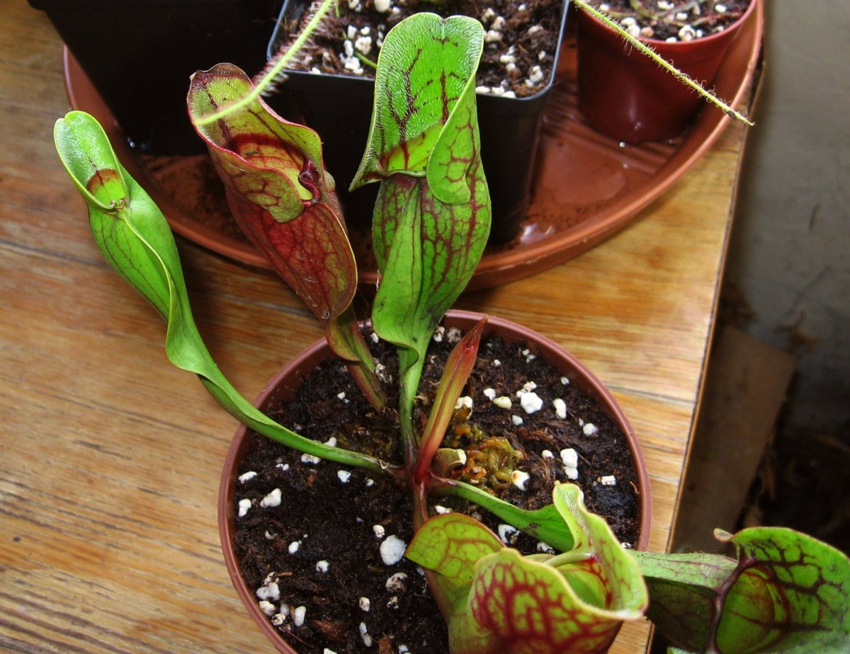 Sarracenia_purpurea_ssp__purpurea__purple%2C_Marl_Bog_Form%2C_Canada%2C_ST__02.jpg