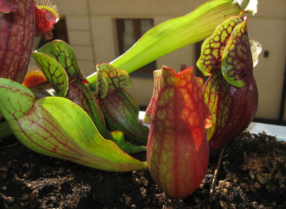 Sarracenia_purpurea_ssp__purpurea__purple%2C_Marl_Bog_Form%2C_Canada%2C_ST__05.jpg