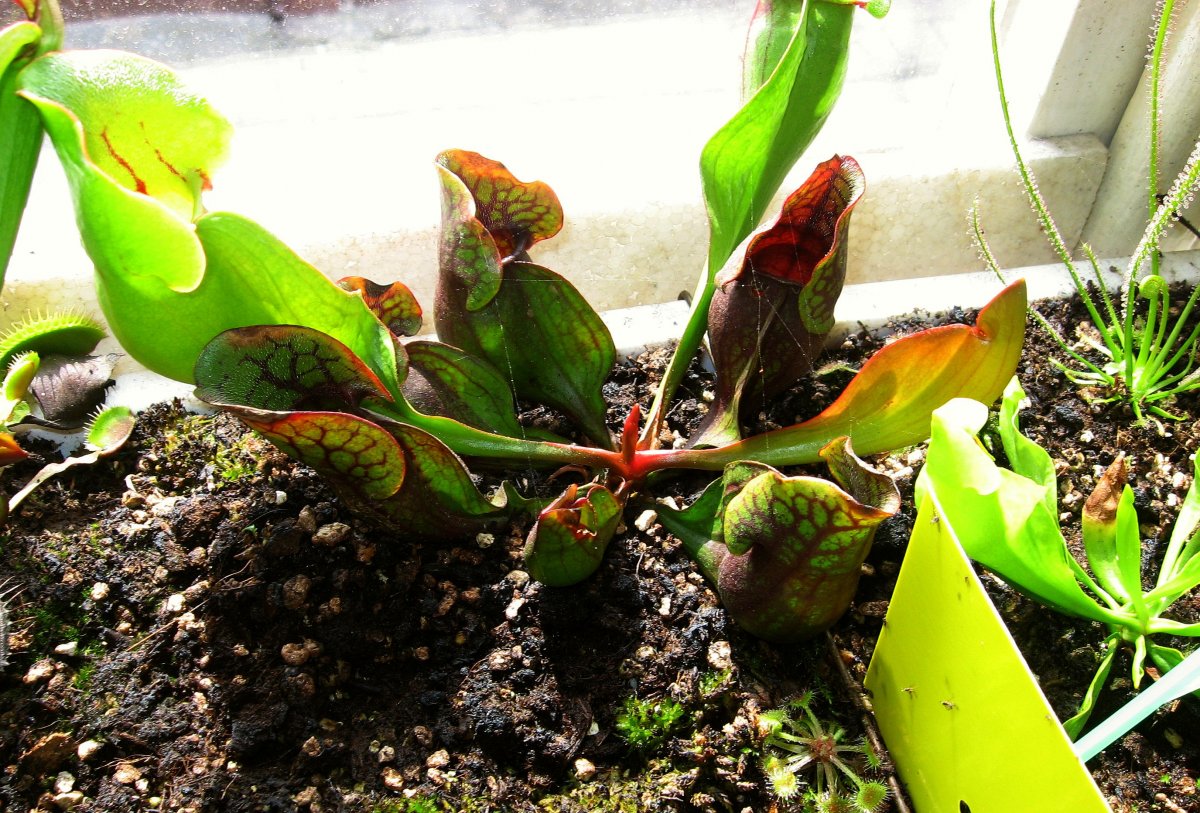 Sarracenia_purpurea_ssp__purpurea__purple%2C_Marl_Bog_Form%2C_Canada%2C_ST__06.jpg