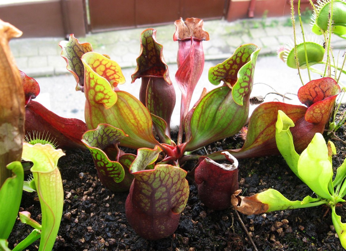 Sarracenia_purpurea_ssp__purpurea__purple%2C_Marl_Bog_Form%2C_Canada%2C_ST__07.jpg
