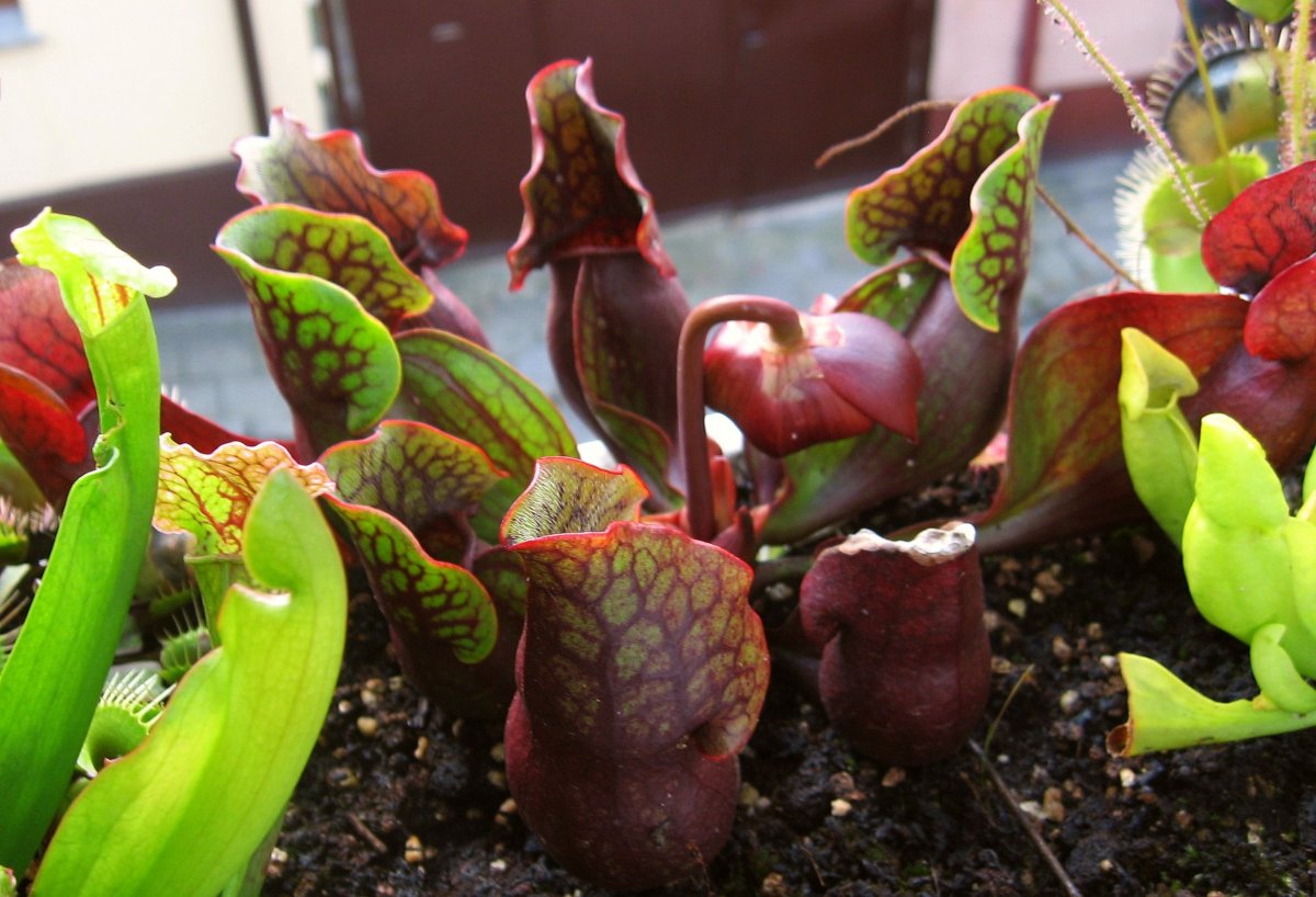 Sarracenia_purpurea_ssp__purpurea__purple%2C_Marl_Bog_Form%2C_Canada%2C_ST__08_-_wypuszcza_kwiat.jpg