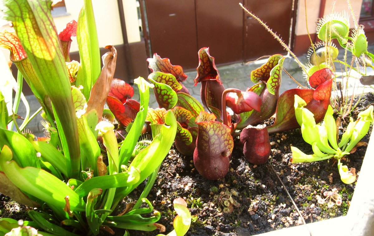 Sarracenia_purpurea_ssp__purpurea__purple%2C_Marl_Bog_Form%2C_Canada%2C_ST__09_-_wypuszcza_kwiat.jpg
