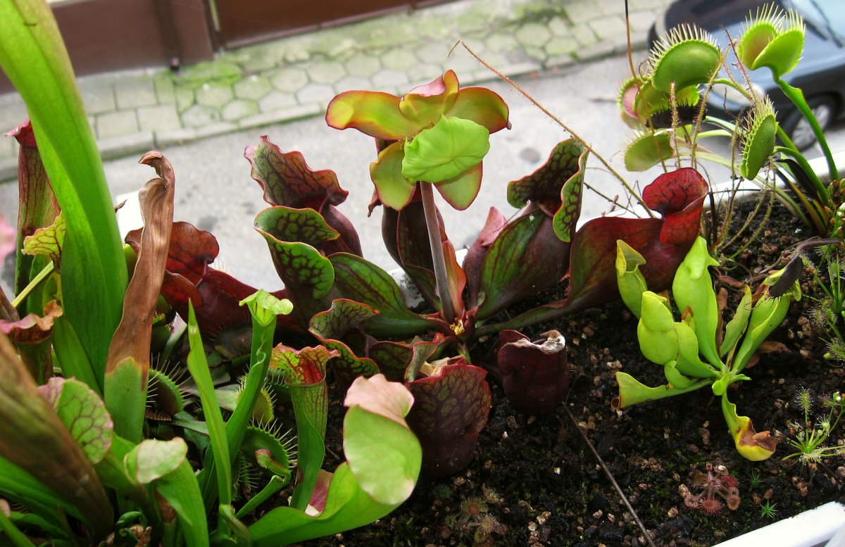 Sarracenia_purpurea_ssp__purpurea__purple%2C_Marl_Bog_Form%2C_Canada%2C_ST__10_-_przekwita.jpg