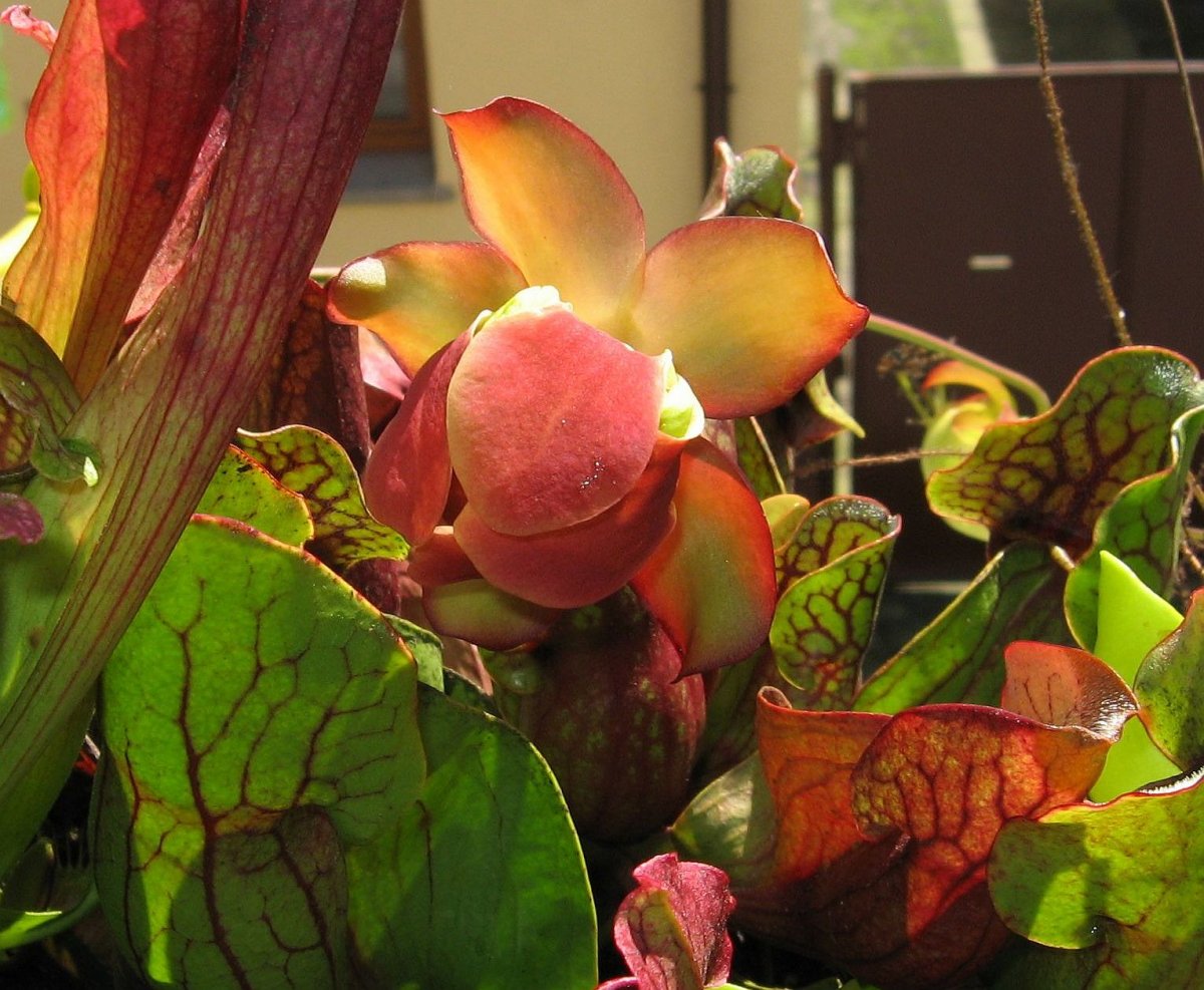 Sarracenia_purpurea_ssp__purpurea__purple%2C_Marl_Bog_Form%2C_Canada%2C_ST__11_-_kwiat.jpg