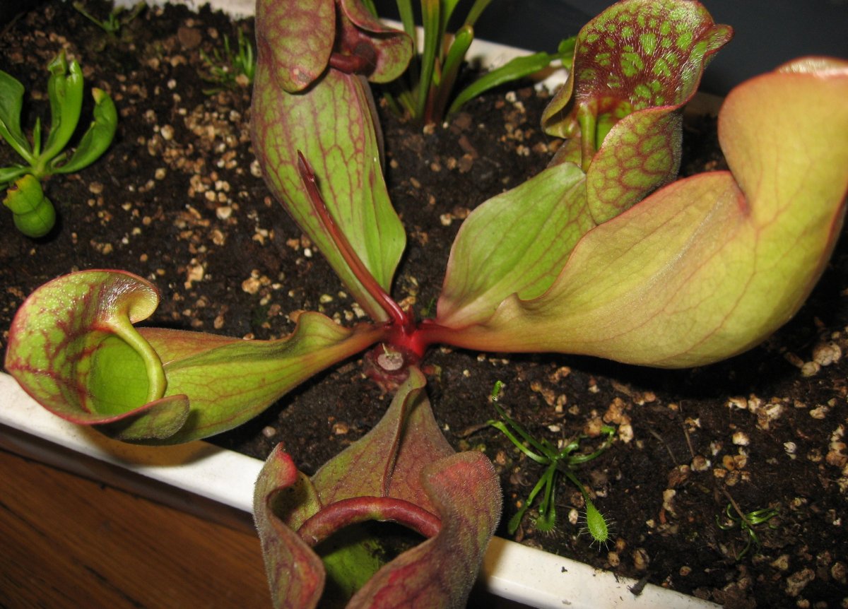 Sarracenia_purpurea_ssp__venosa_16_-_ju%BF_produkuje_2_kaptur_po_zimie.jpg