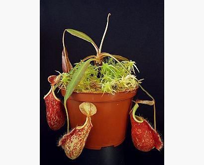 Galeria forum Rosliny-owadozerne.pl