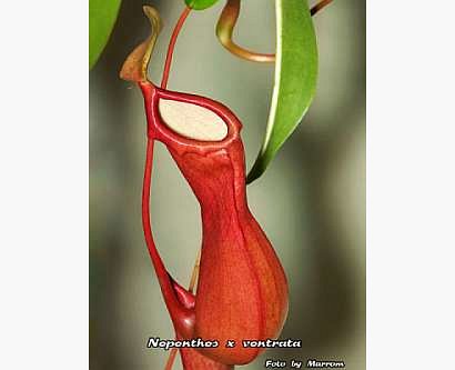 Galeria forum Rosliny-owadozerne.pl