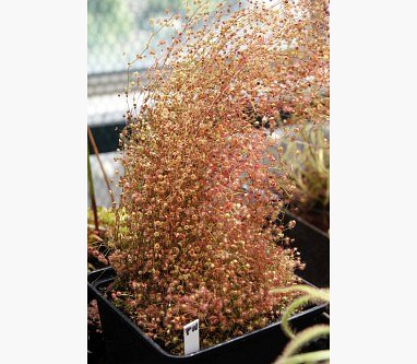 Galeria forum Rosliny-owadozerne.pl