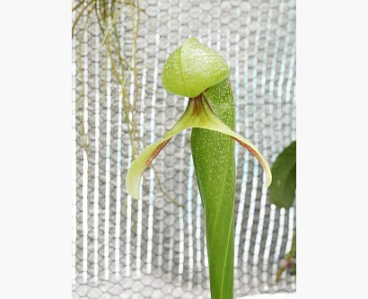 Galeria forum Rosliny-owadozerne.pl