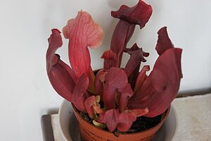 098777fdf686a2d6.jpg