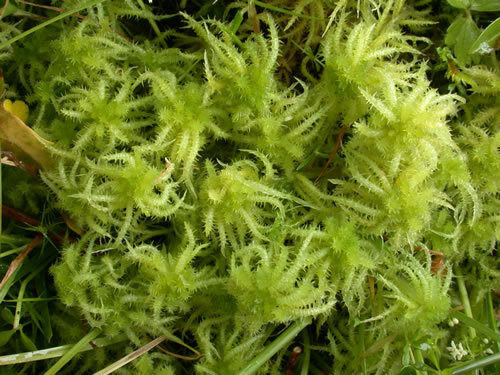 Sphagnum%20squarrosum1.jpg