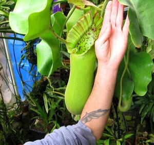 17893d1239967875-nepenthes-truncata-huge-pitcher-img_2363.jpg