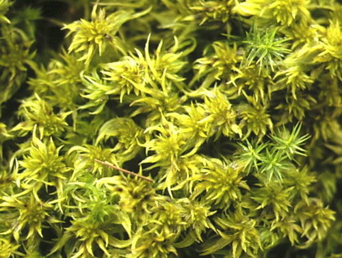 Sphagnum%20fallax%20P167.jpg