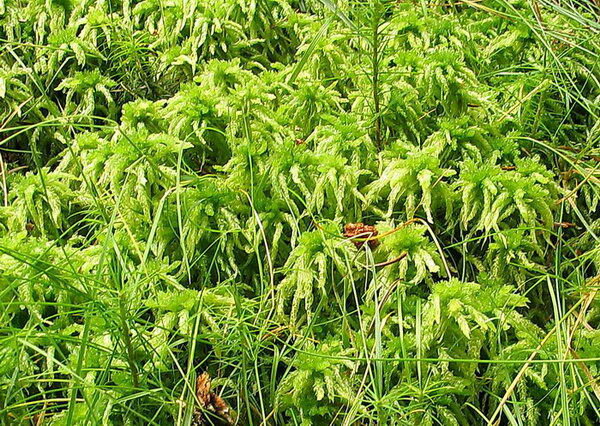 Sphagnum%20palustre8015.jpg